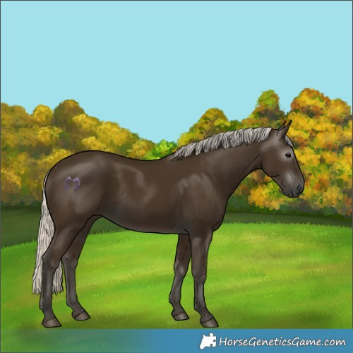 Horse Color:Gray Silver Smoky Black 