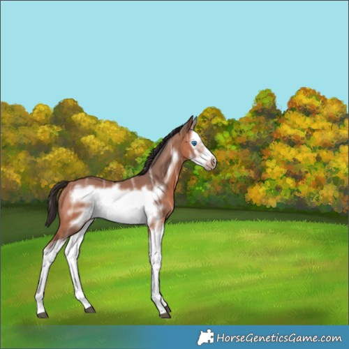Horse Color:Bay Ice Splash Frame 