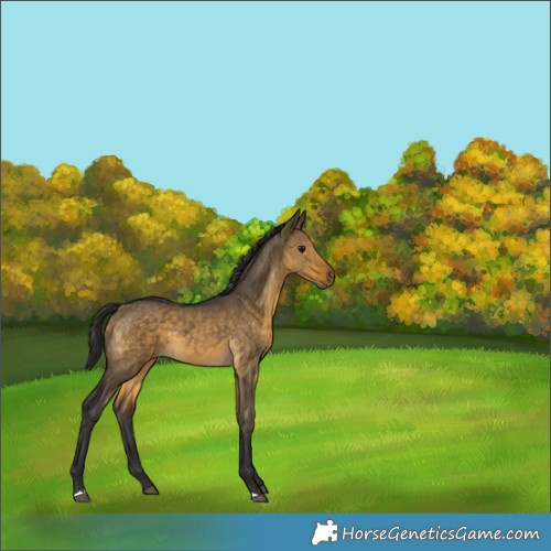 Horse Color:Buckskin Dun 