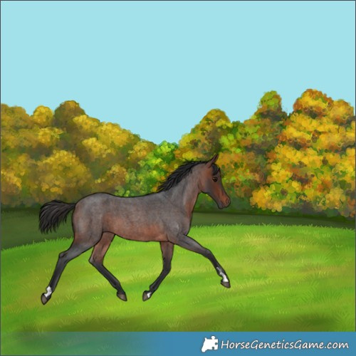 Horse Color:Bay Roan 