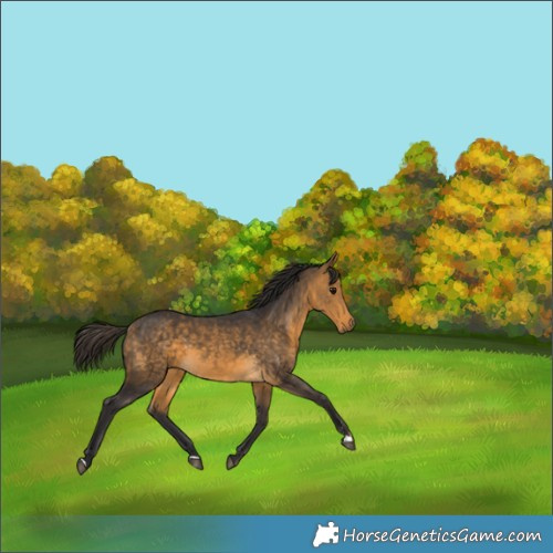 Horse Color:Buckskin 