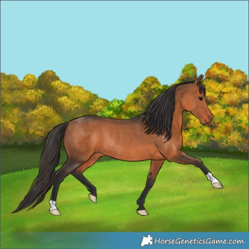 Horse Color:Bay Rabicano 