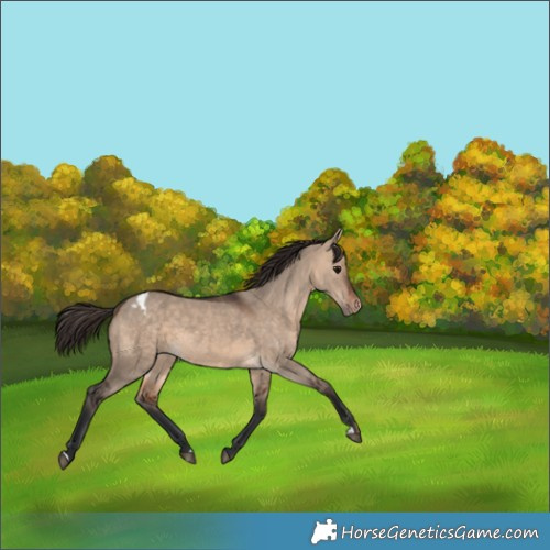 Horse Color:Bay Dun Appaloosa 