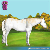 Horse Color:White Spotted Gold Cream Champagne Dun Sabino Splash 