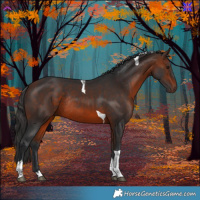 Horse Color:Bay Tobiano Rabicano 