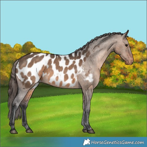 Horse Color:Brown Dun Appaloosa 