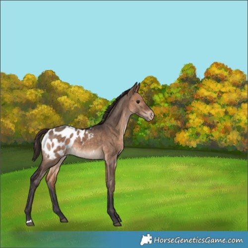Horse Color:Bay Dun Appaloosa 