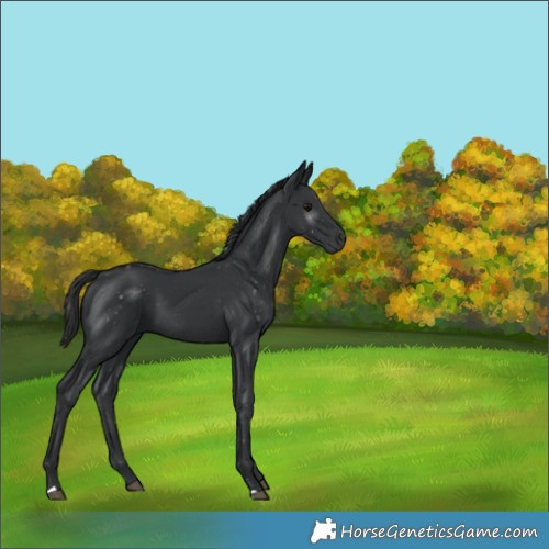 Horse Color:Black 