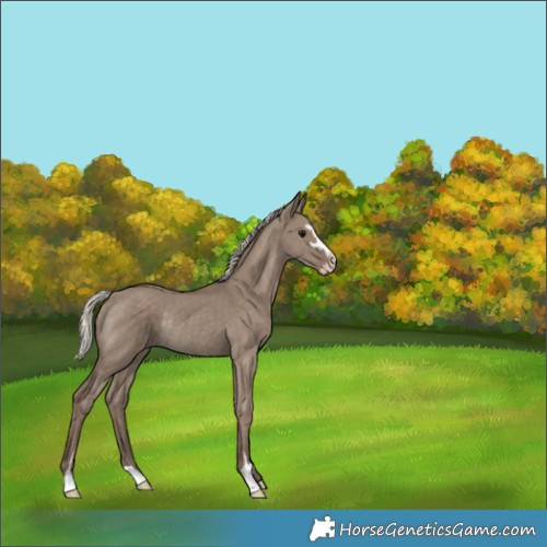 Horse Color:Silver Grullo Sabino Rabicano 