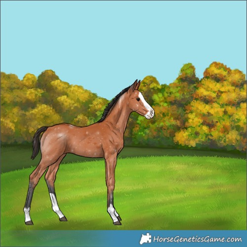 Horse Color:Bay Splash 