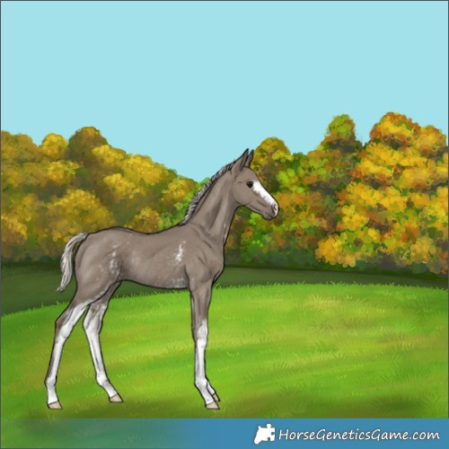 Horse Color:White Spotted Silver Smoky Grullo Rabicano 