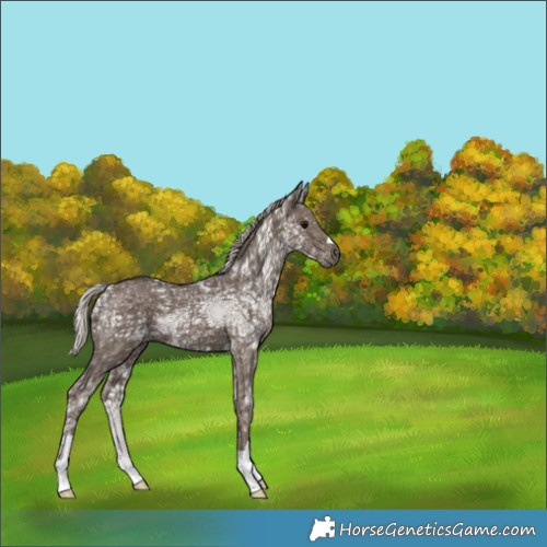 Horse Color:Silver Black Ice 