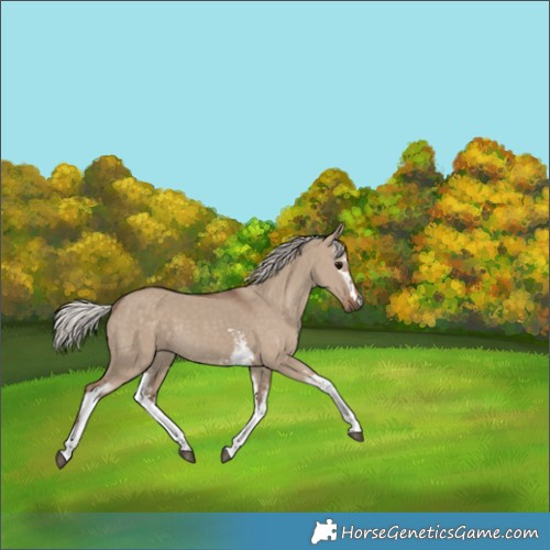 Horse Color:White Spotted Silver Grullo Rabicano 
