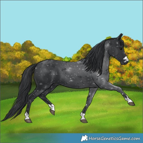 Horse Color:Black 