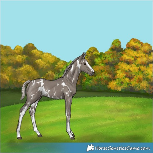 Horse Color:White Spotted Silver Grullo Rabicano 