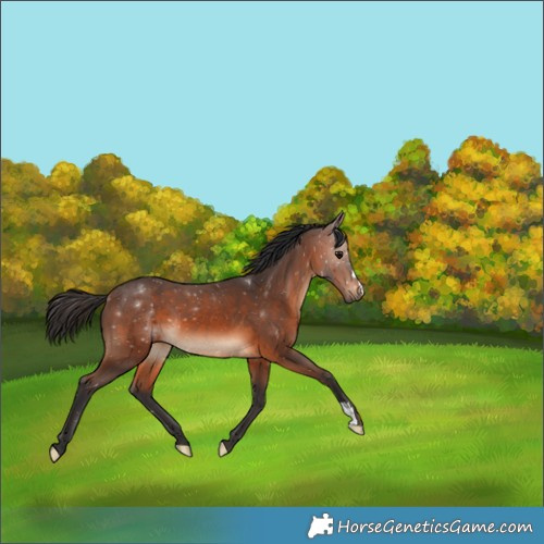 Horse Color:Brown 