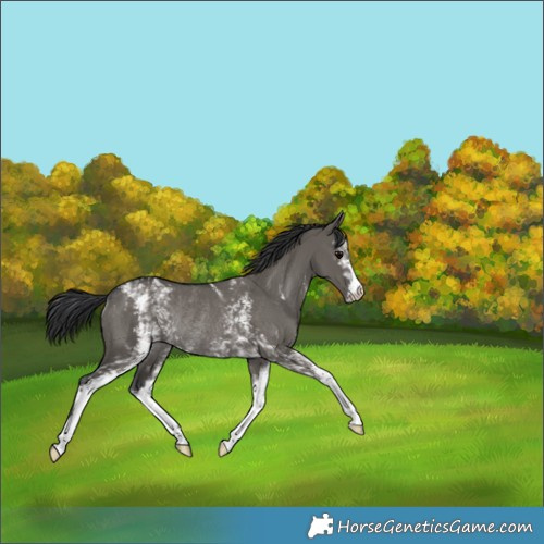 Horse Color:White Spotted Grullo Rabicano 