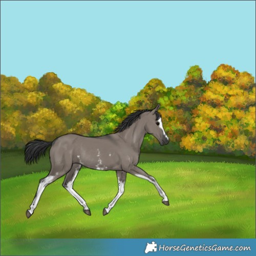 Horse Color:White Spotted Grullo Rabicano 