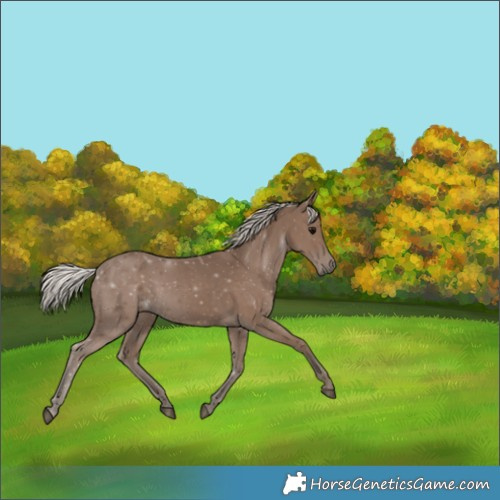 Horse Color:Silver Black 