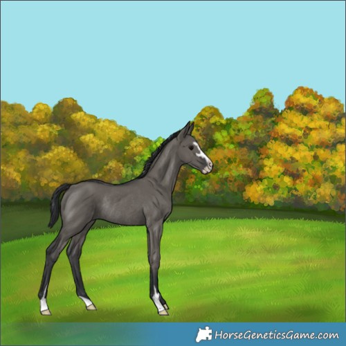 Horse Color:Grullo Sabino Rabicano 