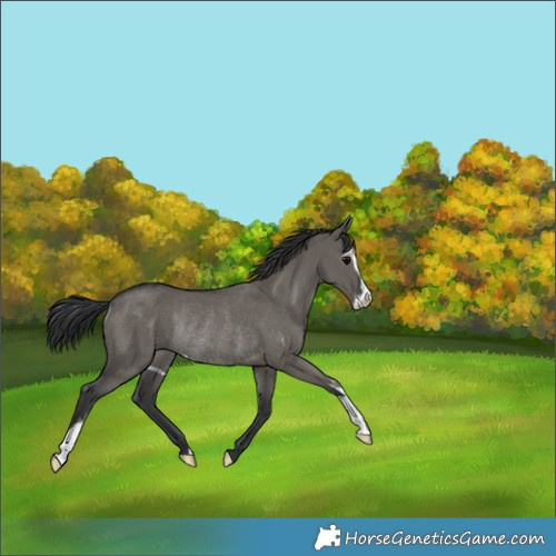 Horse Color:Grullo Sabino Rabicano 