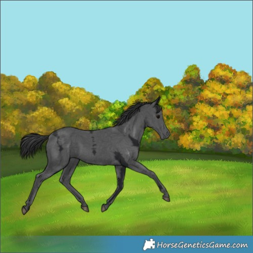 Horse Color:Black Ice 