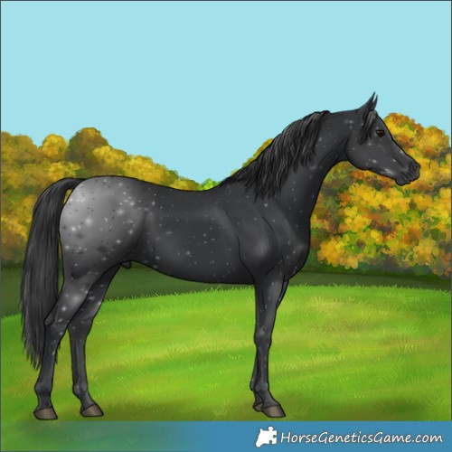Horse Color:Black 