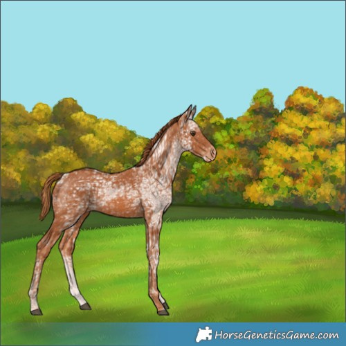 Horse Color:Chestnut Ice Appaloosa 