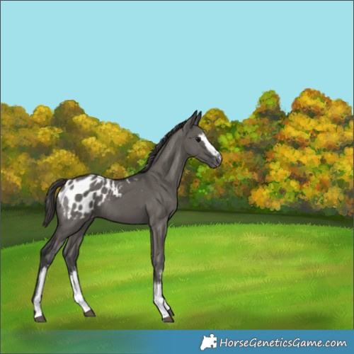 Horse Color:White Spotted Grullo Appaloosa Rabicano 