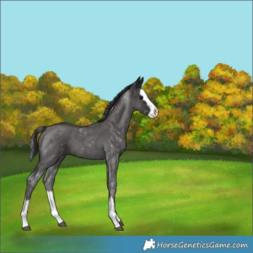 Horse Color:Smoky Blue Roan Splash 