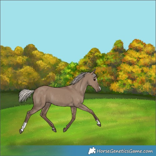 Horse Color:Silver Grullo Sabino Rabicano 