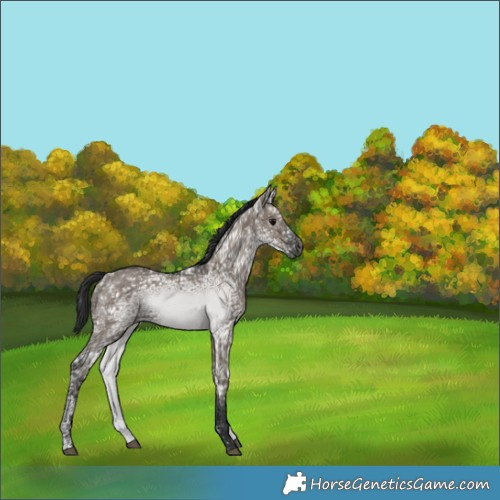 Horse Color:Grullo Ice 