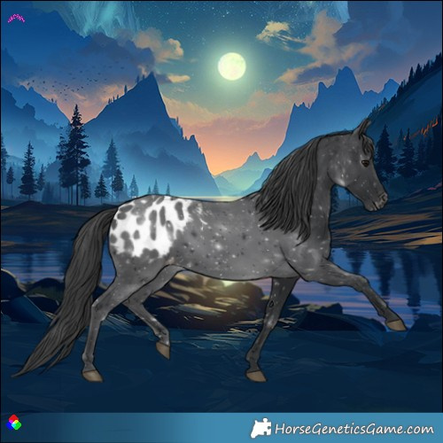 Horse Color:Black Appaloosa Rabicano