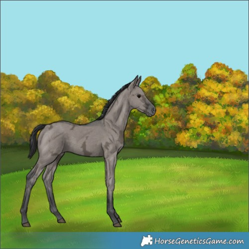 Horse Color:Grullo Ice 