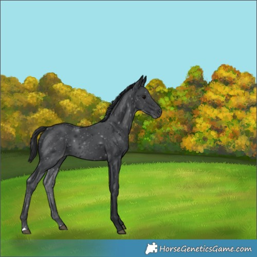 Horse Color:Black 
