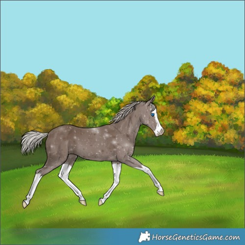 Horse Color:Silver Black Splash 