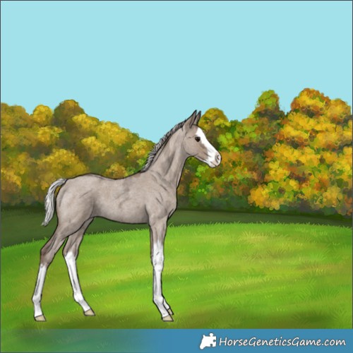 Horse Color:Silver Grullo Ice Roan Splash 