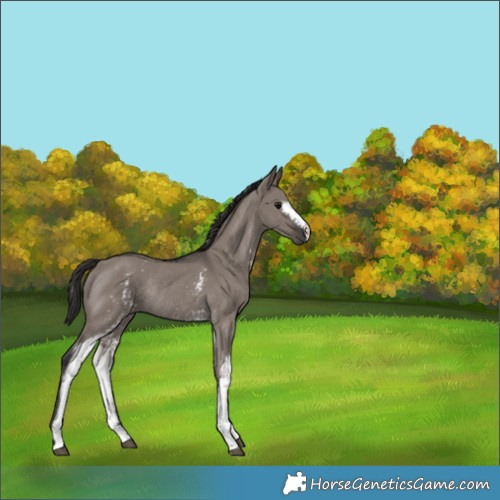 Horse Color:White Spotted Smoky Grullo Rabicano 