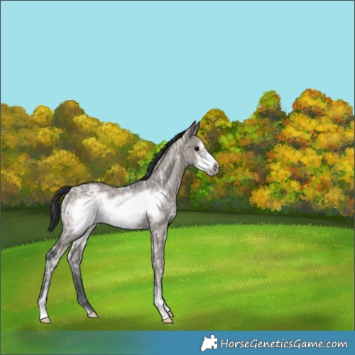 Horse Color:Grullo Ice Sabino Frame Rabicano 