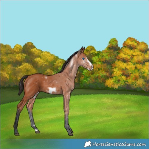 Horse Color:Bay Frame 