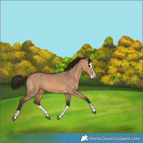 Horse Color:Bay Dun Sabino Splash 
