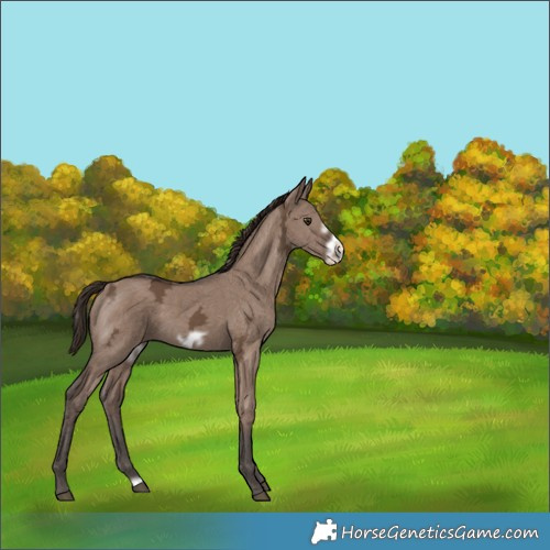 Horse Color:Liver Red Dun Ice Frame 