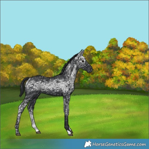 Horse Color:Black Ice 