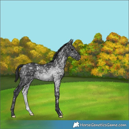 Horse Color:Black Ice 