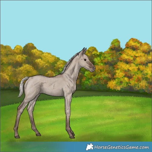 Horse Color:Silver Grullo Ice Roan 