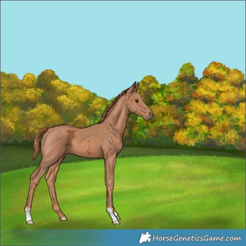 Horse Color:Chestnut Ice 