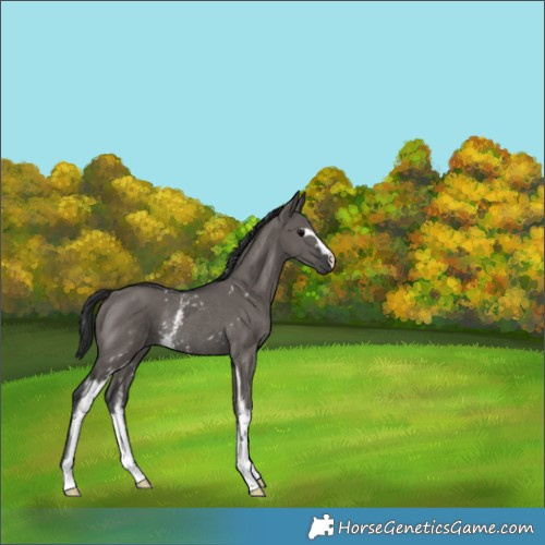 Horse Color:White Spotted Grullo Rabicano 