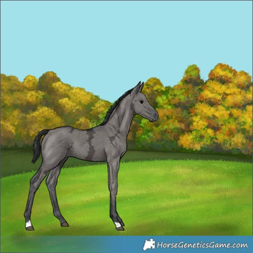 Horse Color:Grullo Ice 
