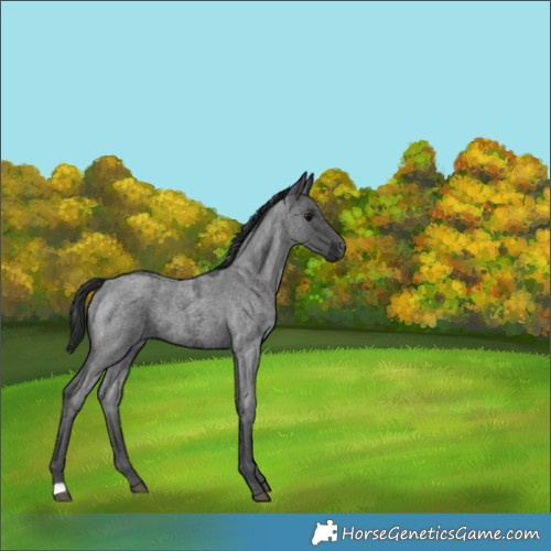 Horse Color:Blue Ice Roan 