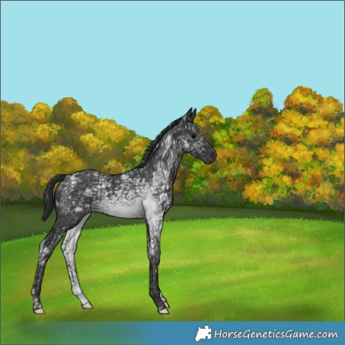 Horse Color:Black Ice 